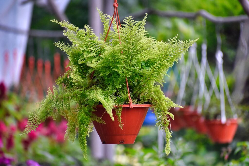 Ferns