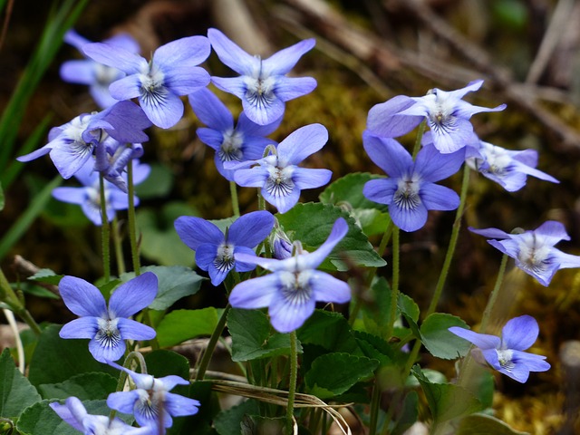 Violets