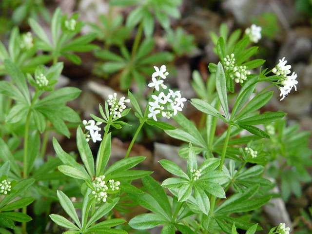 Sweet Woodruff