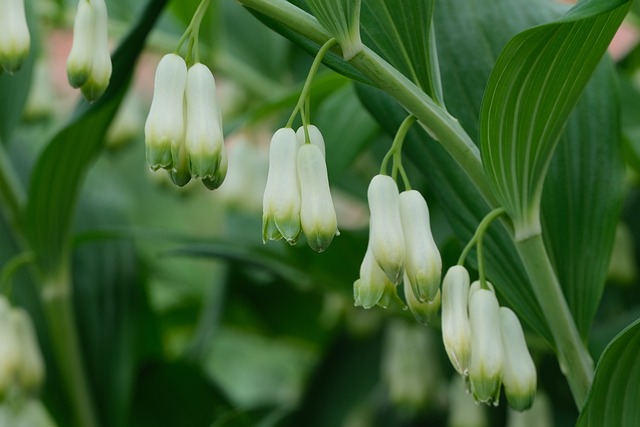 Solomon's Seal plant