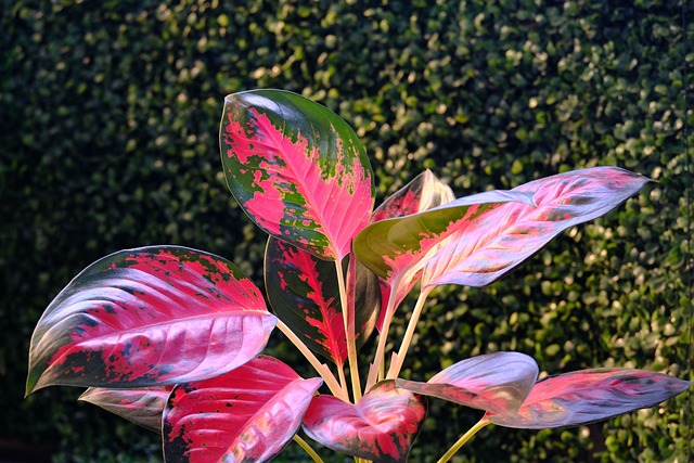 Chinese Evergreen