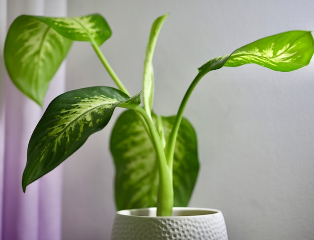 Dumb Cane (Dieffenbachia)