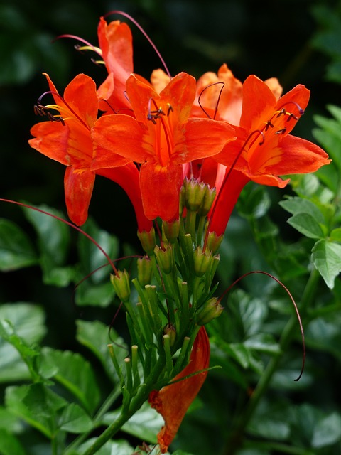 Cape Honeysuckle