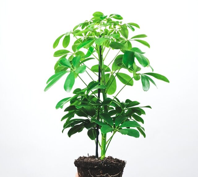 Schefflera (Schefflera arboricola)