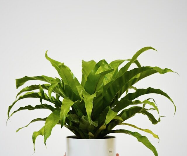 Bird's Nest Fern