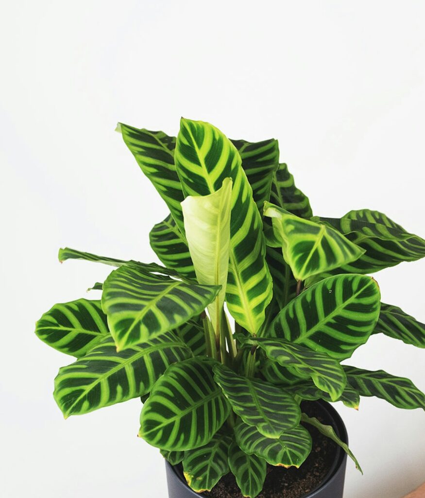 Calathea