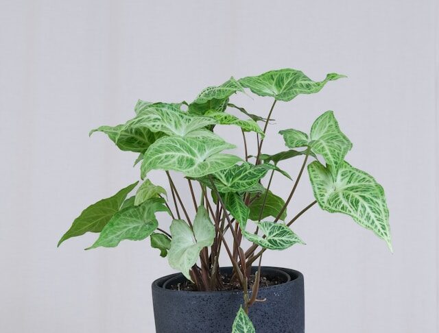 Syngonium (Arrowhead Plant)