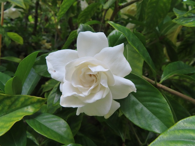 Gardenia