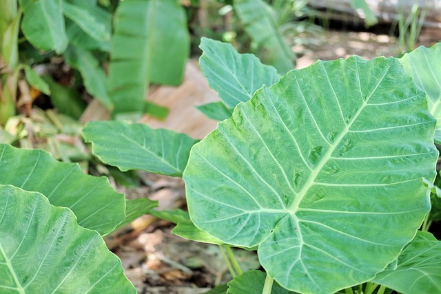 Elephant Plant (Colocasia)