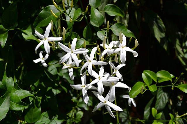 Star Jasmine