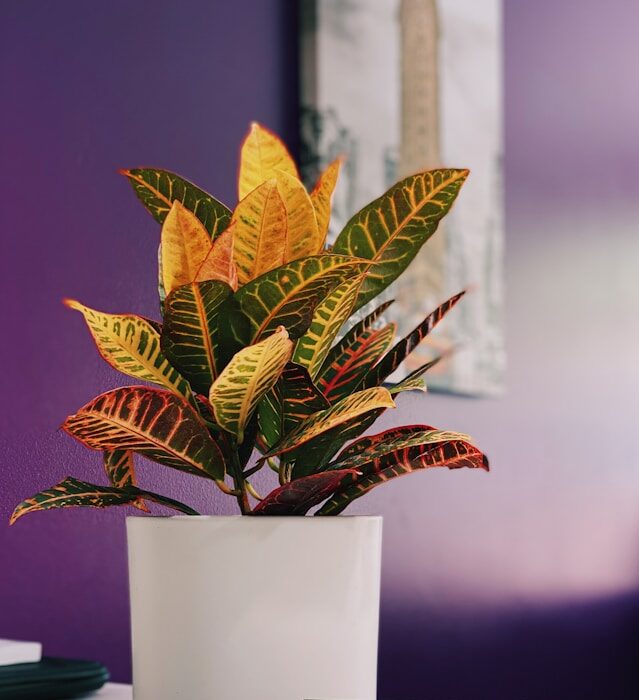 Croton in a pot