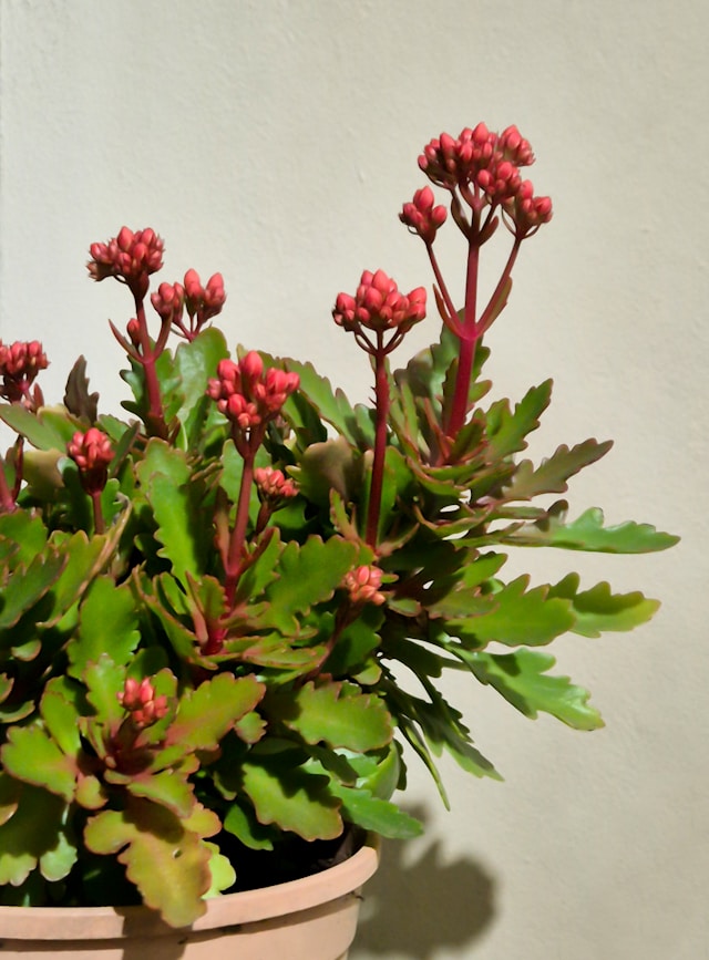 Kalanchoe (Kalanchoe blossfeldiana)