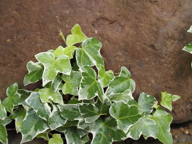 English ivy