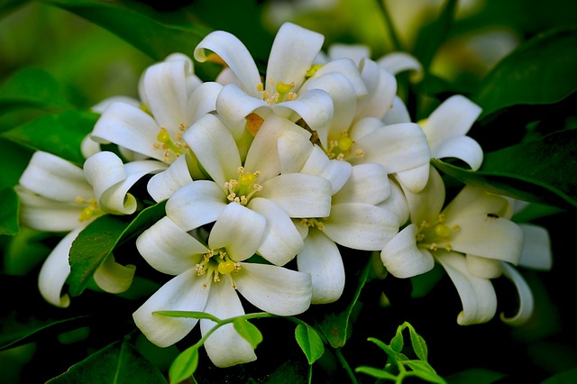 Murraya (orange jasmine)