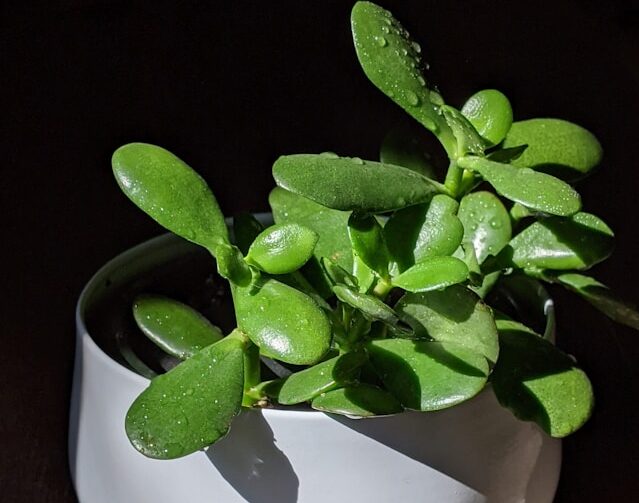 Jade Plant