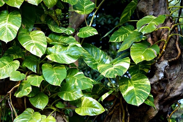 golden pothos/devil`s ivy