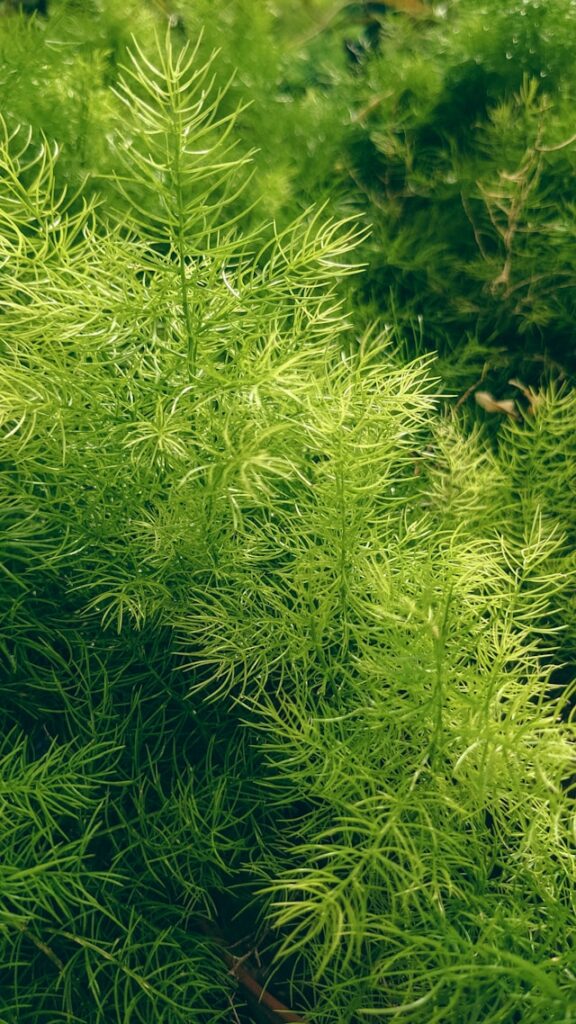 Sprengeri Asparagus (Asparagus densiflorus)