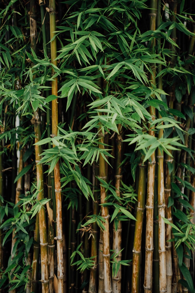 bamboo plant