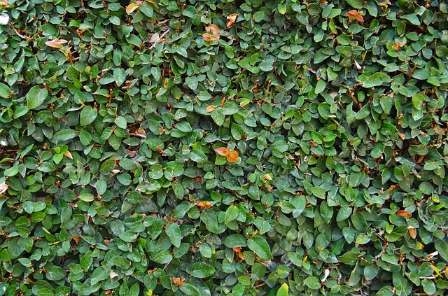 creeping fig (ficus pumila)