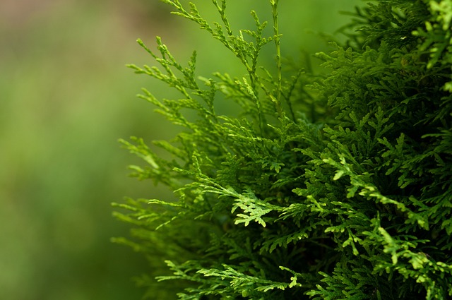 thuja, green, tree