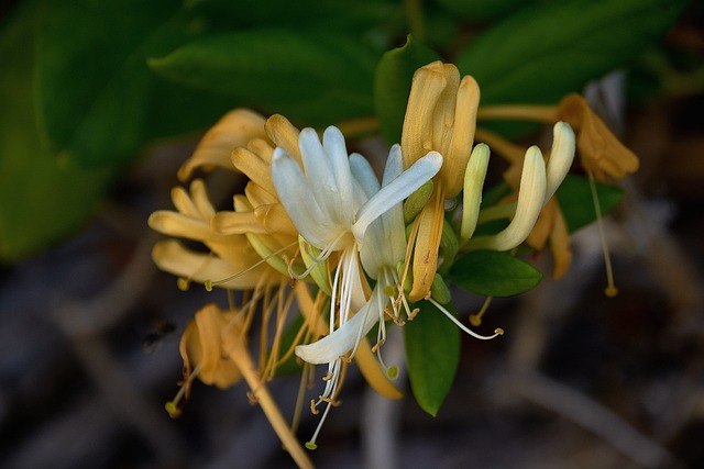 Honeysuckle flowers