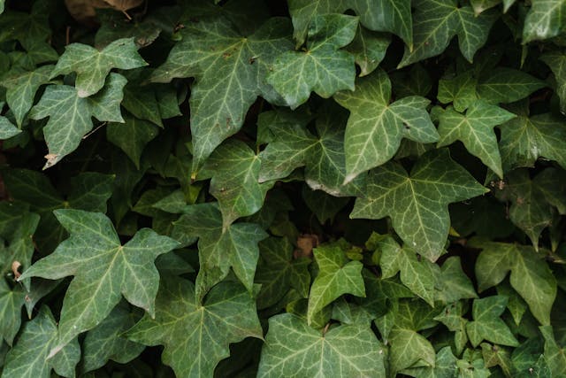 English ivy