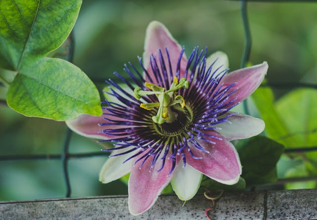 Passion Flower