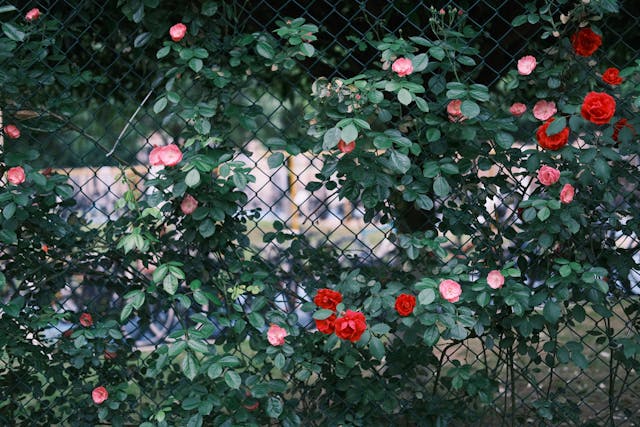 Climbing Roses on a fence