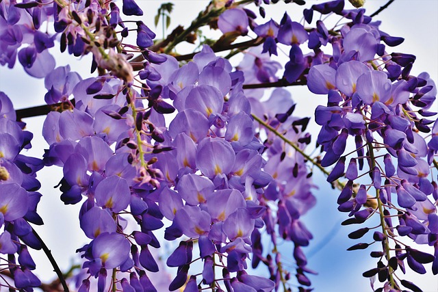 wisteria flowers blooming on a vine