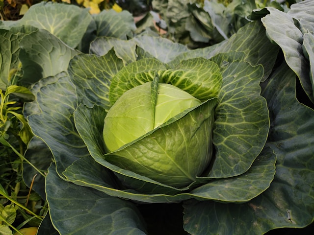 cabbage