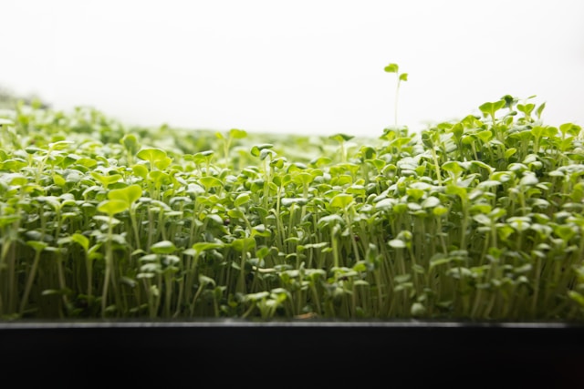 microgreens
