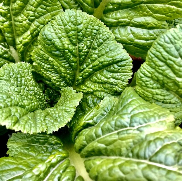 mustard greens