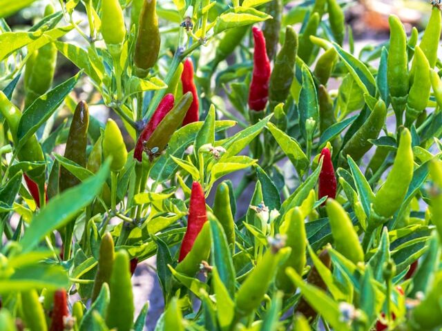 chilies