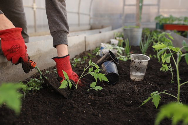 planting seedlings