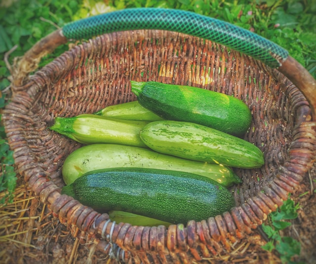 zucchini