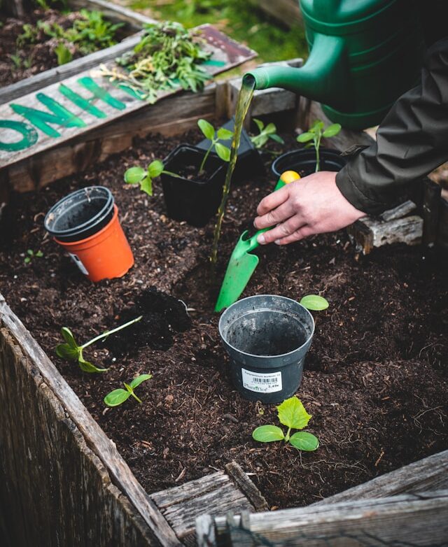 planting seedlings