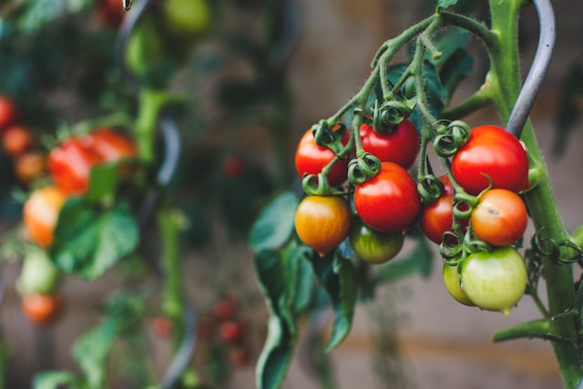 cheery tomatoes