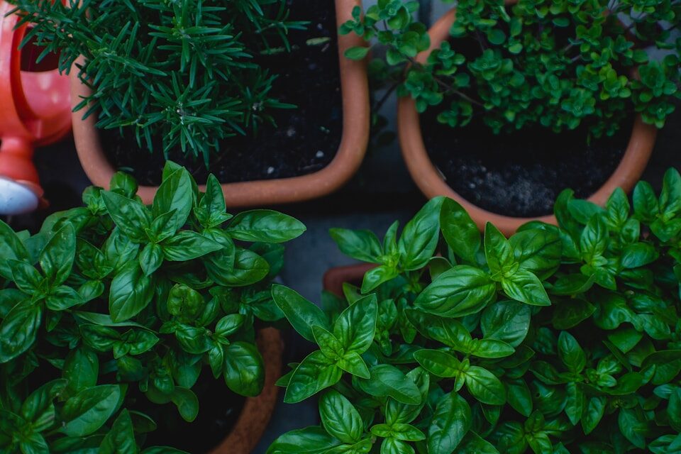 herbs growing in containers