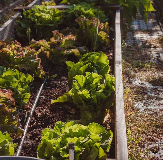 vegetables growing in row