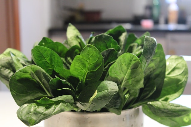 spinach growing in pot