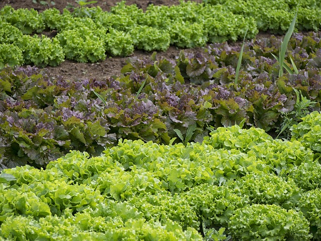 vegetable garden