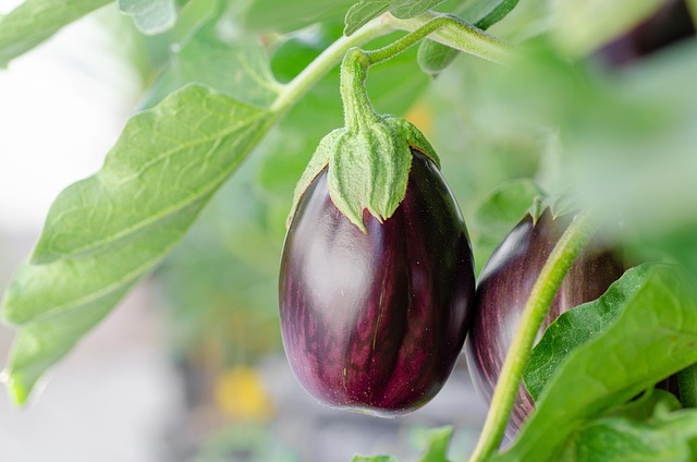 eggplant (brinjal)