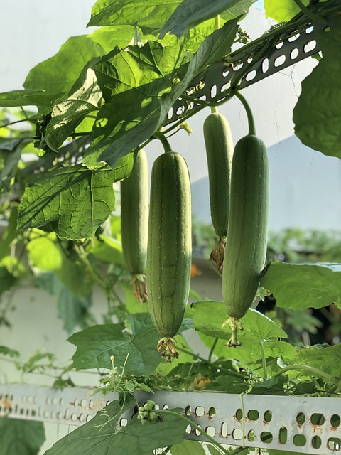 sponge gourd