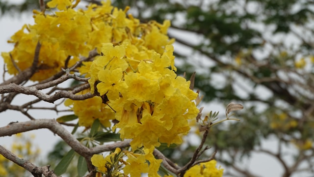 yellow tabebuia tree