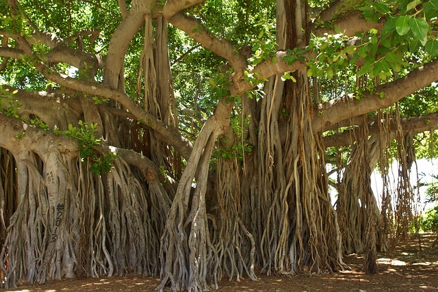 Banyan (Ficus benghalensis)