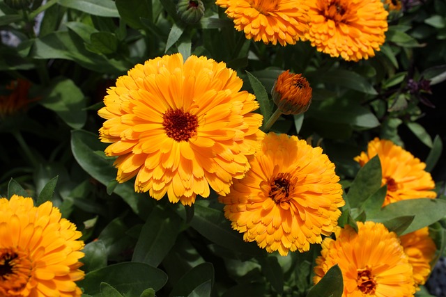 yellow calendula