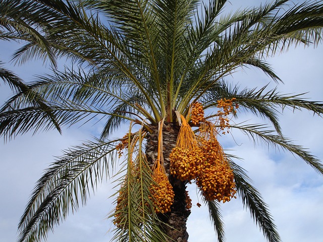 Date palm