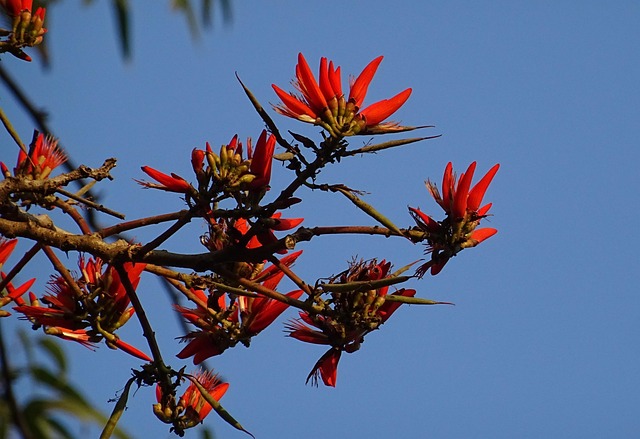 Coral Tree (Erythrina variegata)