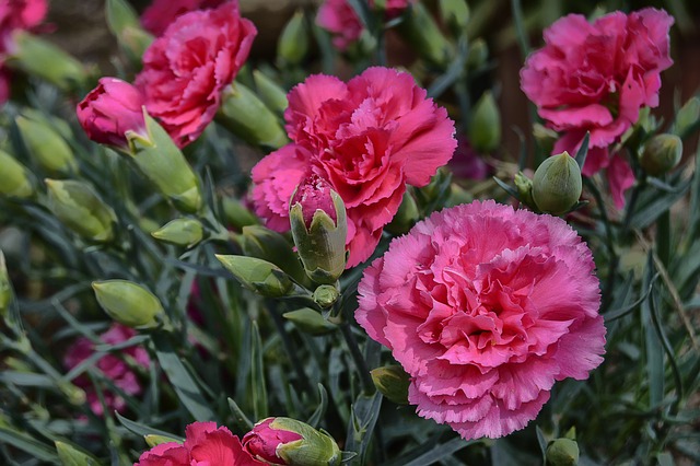 pink carnations