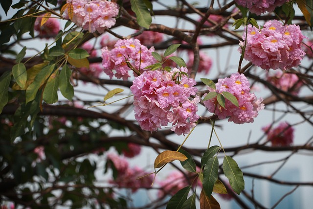 tabebuia (tabebuia rosea)